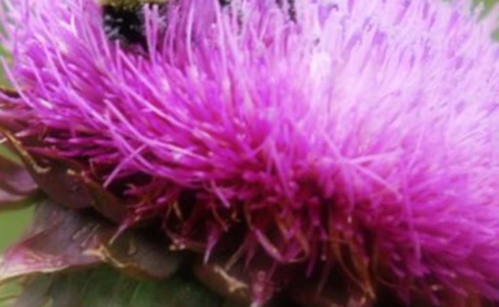 A Closer Look At Milk Thistle