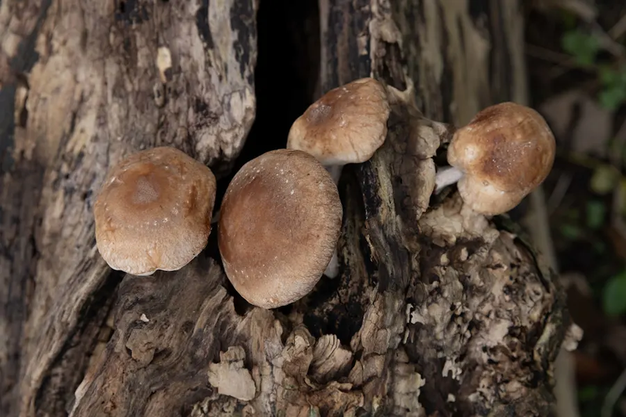 Shiitake Mushroom